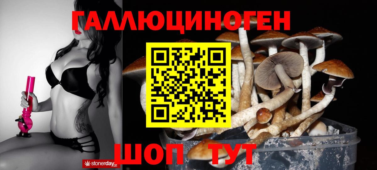 Псилоцибиновые грибы Psilocybe Калининград